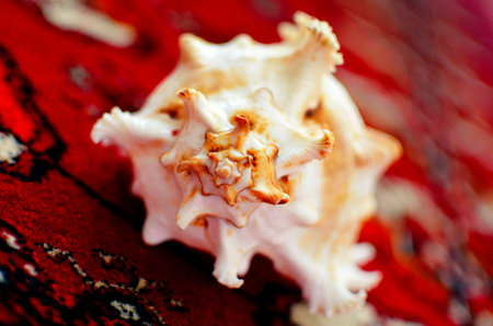 Sea shell over an asian authentic red carpet.の写真素材
