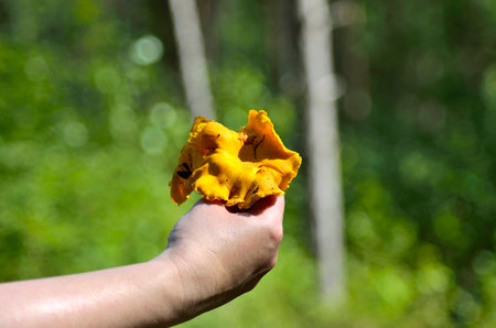 Holding a chanterelle mushroom picked up in the forest during a sunny day.の写真素材
