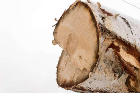 Close up view of a cut tree trunk on a white background.の写真素材