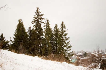 Pine trees in the snow in the village. High quality photoの写真素材
