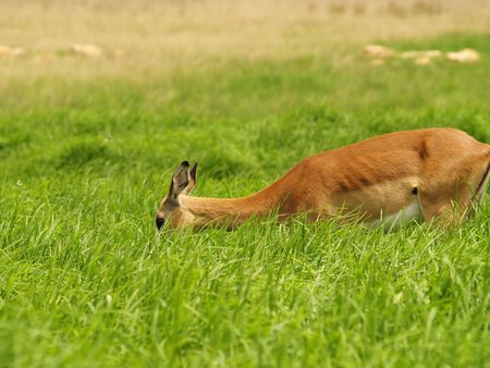 Impalaの写真素材