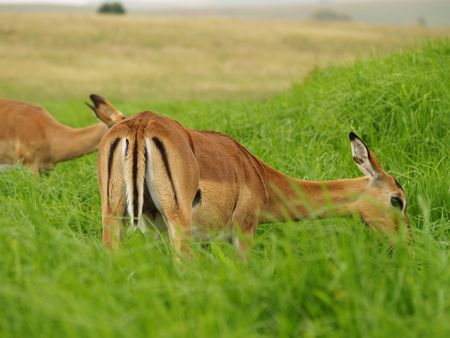 Impalaの写真素材
