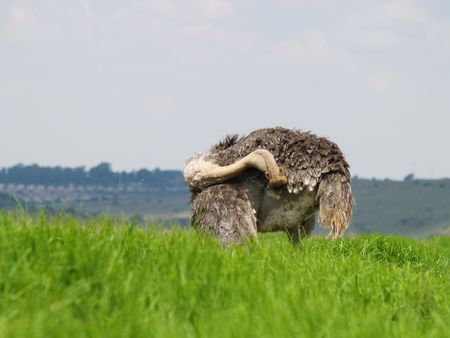 Ostrich