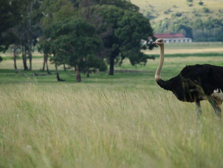 Ostrichの写真素材