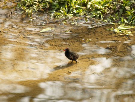 Coot Chickの写真素材