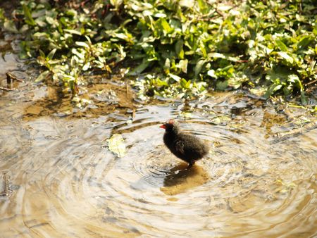 Coot Chickの写真素材