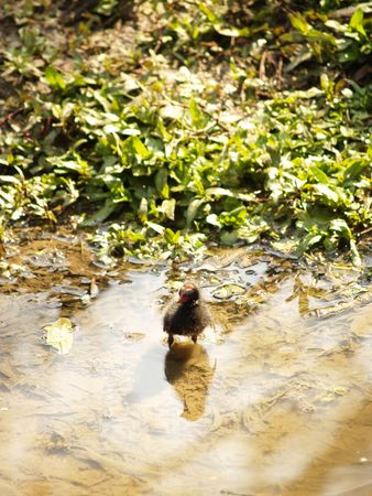 Coot Chickの写真素材