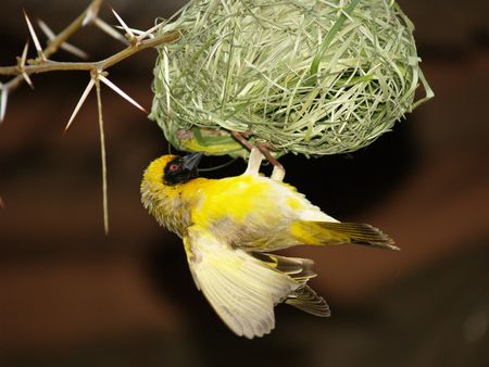 Yellow Finch (Male)