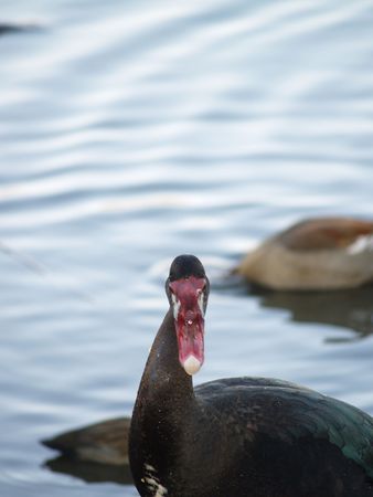Spur-Winged Gooseの写真素材