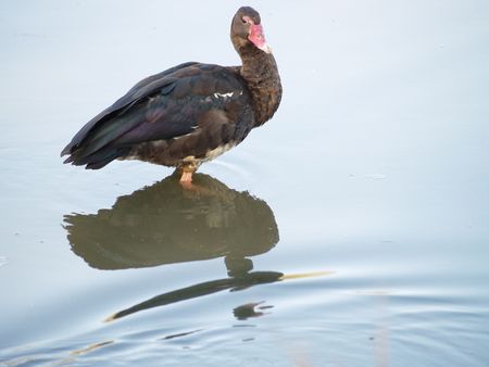 Spur-Winged Gooseの写真素材