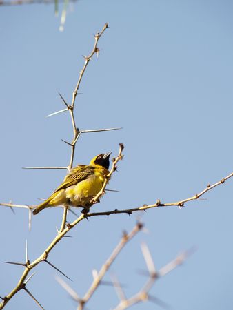Yellow Finch (Male)の写真素材