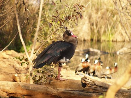 Spur-Winged Gooseの写真素材