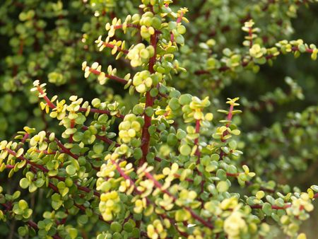 Shrubの写真素材