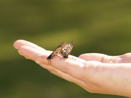 Butterfly'sの写真素材