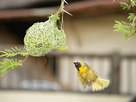 Yellow Finch (Male)の写真素材