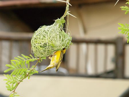 Yellow Finch (Male)