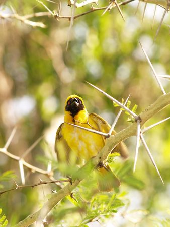 Yellow Finch (Male)の写真素材