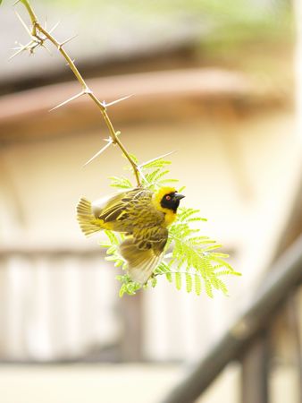Yellow Finch (Male)の写真素材