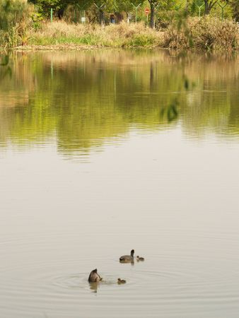 Common Moorhenの写真素材