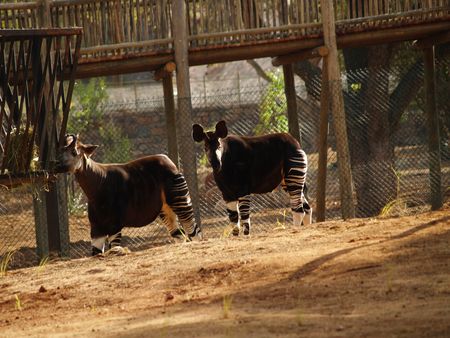 Okapiの写真素材