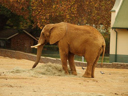 Elephant