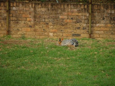 Jackalの写真素材