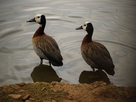 White-Faced Ducksの写真素材