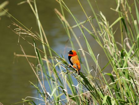 Red Bishop
