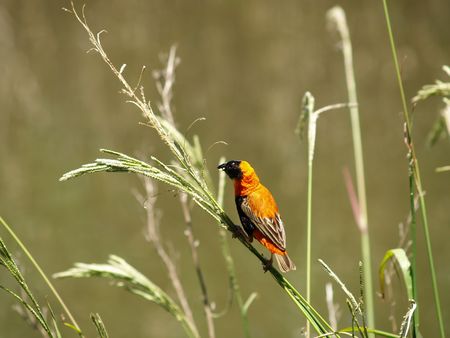 Red Bishopの写真素材