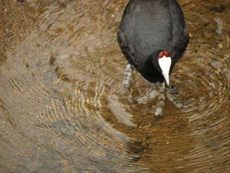 Common Moorhenの写真素材