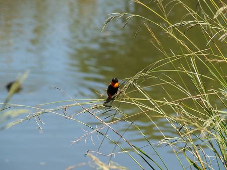 Red Bishop