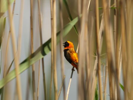 Red Bishop