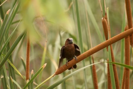 Thick-Billed Weaverの写真素材