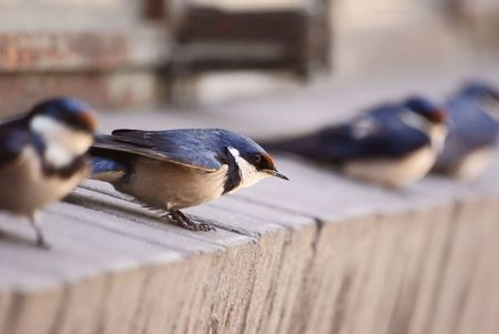 White Throated Swallowの写真素材