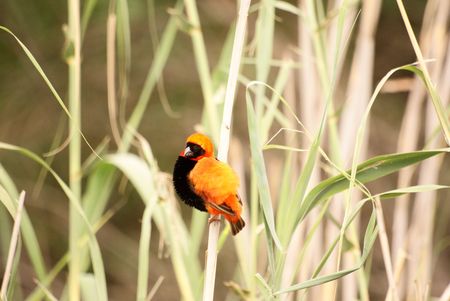 Red Bishopの写真素材