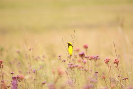 Golden Bishopの写真素材