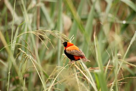 Red Bishopの写真素材