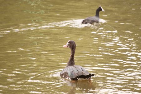 Spur-Winged Gooseの写真素材