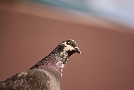Pigeonの写真素材