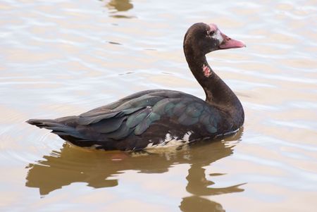 Spur-Winged Goose