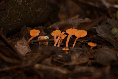 Mushroomの写真素材