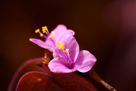 Purple Heartの写真素材