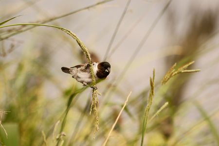 Bronze Mannekinの写真素材