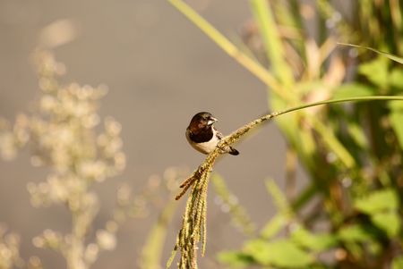 Bronze Mannekinの写真素材