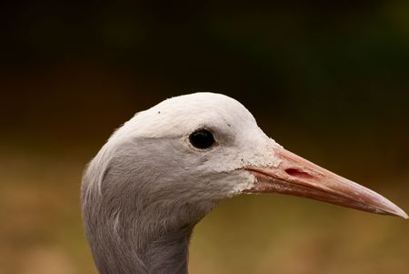 Blue Craneの写真素材