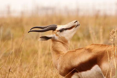 Springbokの写真素材