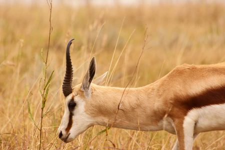 Springbokの写真素材