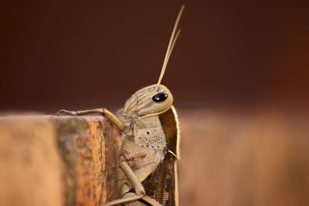 Grasshopperの写真素材