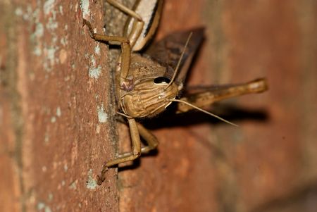 Grasshopper