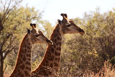 Giraffe'sの写真素材